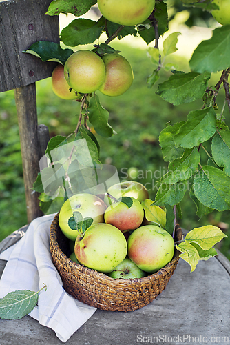 Image of Apples harvest