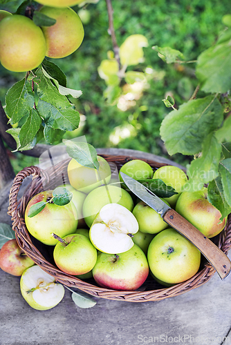 Image of Apples harvest