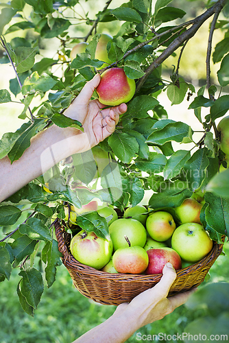 Image of Apples harvest