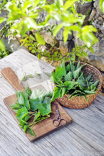 Image of Nettle plants