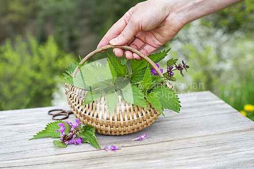 Image of Nettle plants