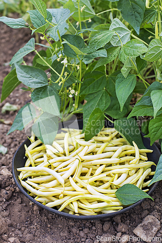 Image of String beans