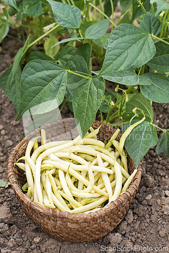 Image of String beans