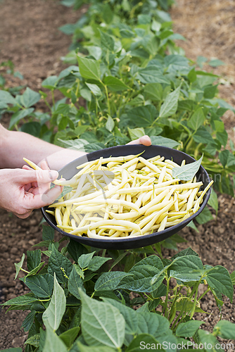 Image of String beans 