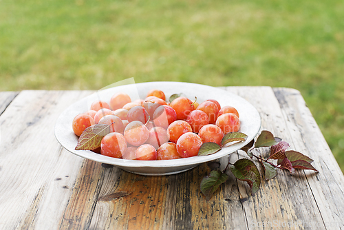 Image of Cherry plum
