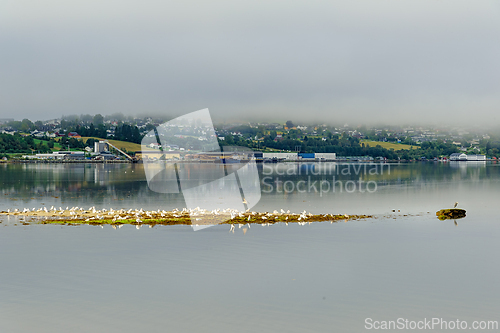 Image of Flock of birds resting on kelp in a calm bay during a foggy morn