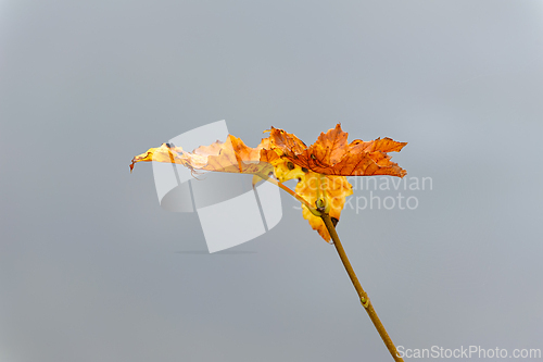 Image of Autumn leaves cling to a delicate branch against a gray sky duri