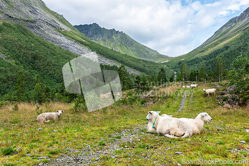Image of Sheep resting in a lush valley surrounded by majestic mountains 