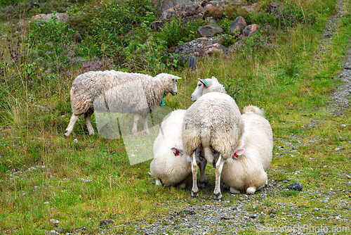 Image of Sheep graze peacefully on a rocky path in the countryside during