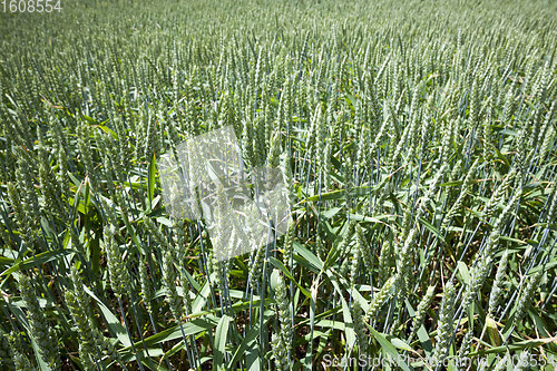 Image of agricultural cereal plants