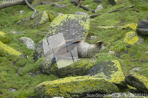Image of Fur seal at Cape Foulwind