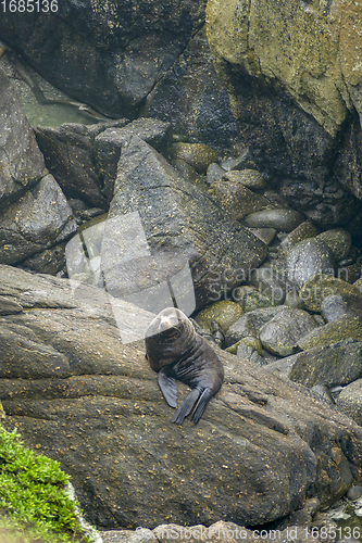 Image of Fur seal at Cape Foulwind