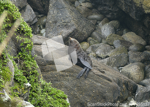 Image of Fur seal at Cape Foulwind