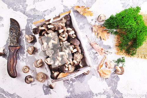 Image of raw mushrooms on white tray on a table