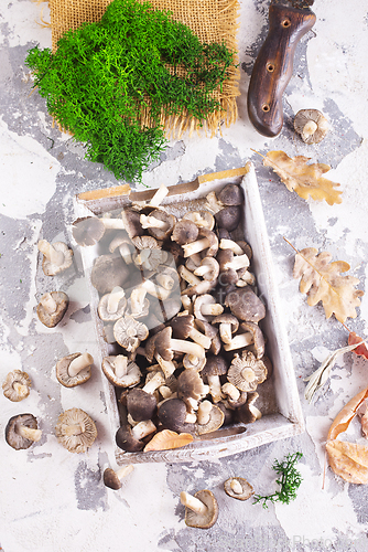 Image of raw mushrooms on white tray on a table