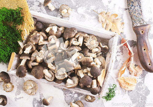 Image of raw mushrooms on white tray on a table