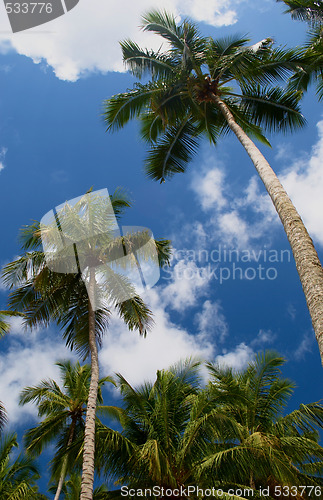 Image of coconut palm-trees on the beach in maragogi, Brazil