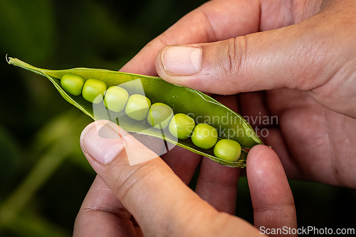 Image of Farmer's hands opening a pea pod