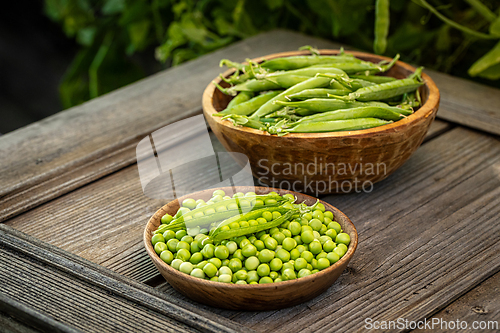 Image of Freshly harvested green peas