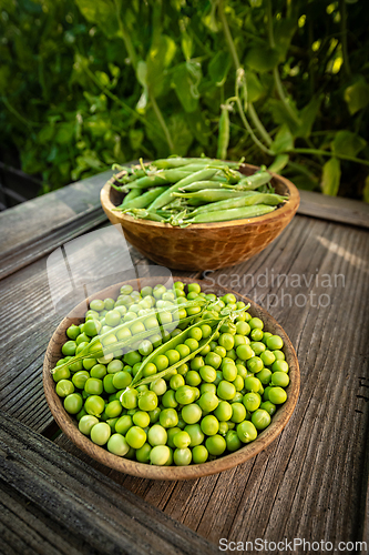 Image of Freshly harvested green peas and peapods