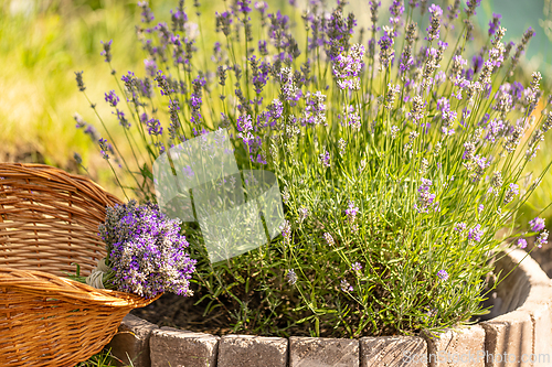 Image of Bouquet of freshly harvested lavender