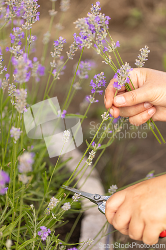 Image of Gardener harvesting lavender flowers