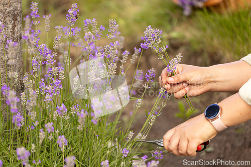 Image of Hands cutting lavender flowers