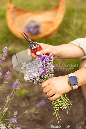 Image of Woman harvesting lavender flowers