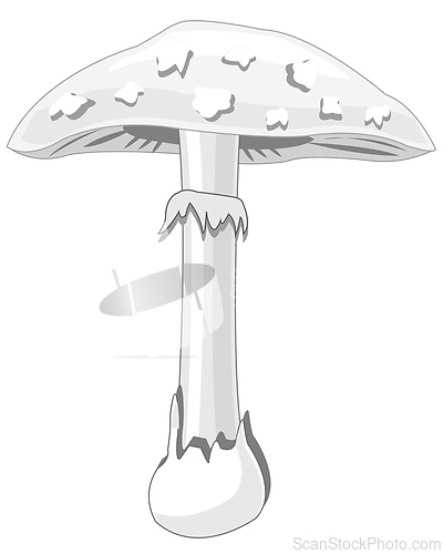Image of Mushroom pale toadstool on white background is insulated