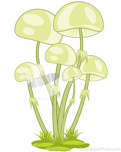 Image of Uneatable mushrooms on white background is insulated