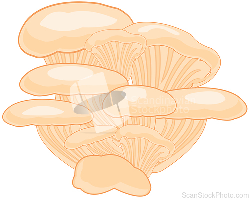Image of Oyster mushrooms on white background is insulated