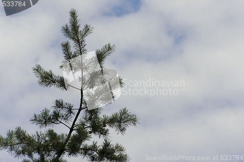 Image of pine on the sky