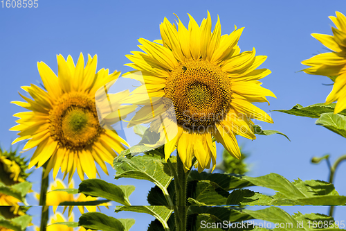 Image of flower of a beautiful yellow annual sunflower