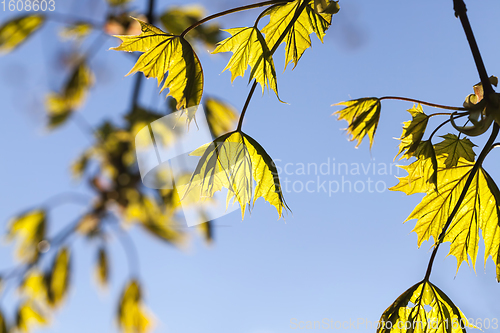 Image of beautiful maple