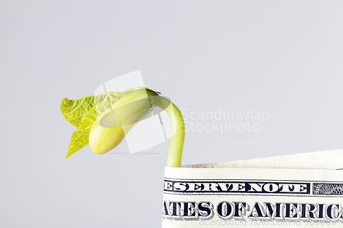 Image of one us dollar paper money