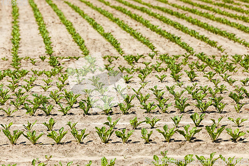 Image of agricultural field where sugar beets