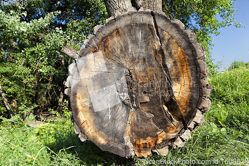 Image of annual rings on a sawn tree