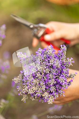 Image of Freshly cut lavender flowers