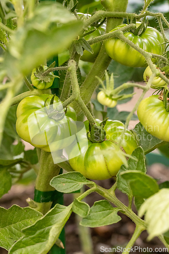 Image of Green tomatoes growing on the vine