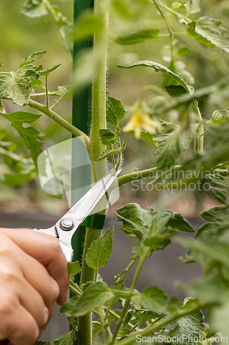 Image of Close up of hands pruning tomato plants