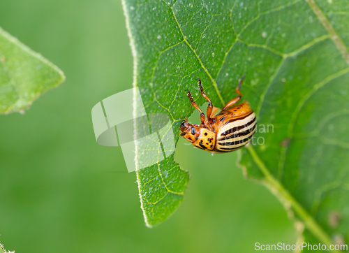 Image of Colorado potato beetle