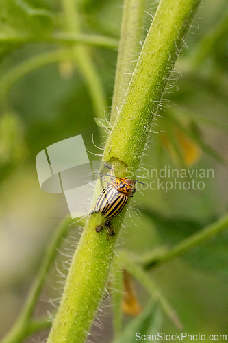 Image of Colorado potato beetle