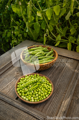 Image of Fresh, ripe green peas