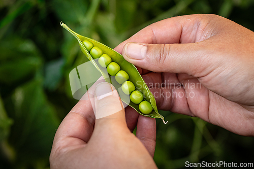 Image of Fresh green peas