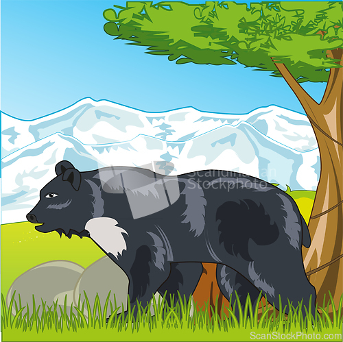Image of Wildlife Himalayan bear on background of the nature