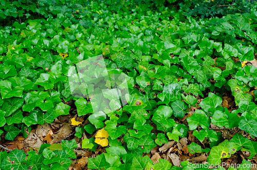 Image of Lush green ivy covering the forest floor in a serene woodland se