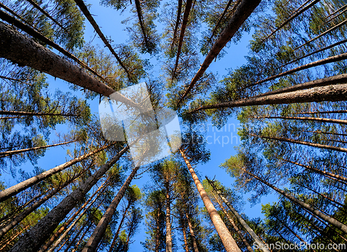 Image of Tall trees stretch towards the sky in a serene forest view durin