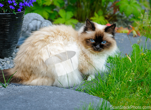 Image of Fluffy cat resting in a lush garden surrounded by flowers and gr