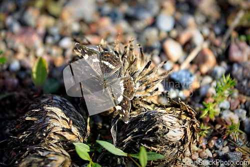 Image of Araschnia levana, Map Butterfly, 2nd Generation
