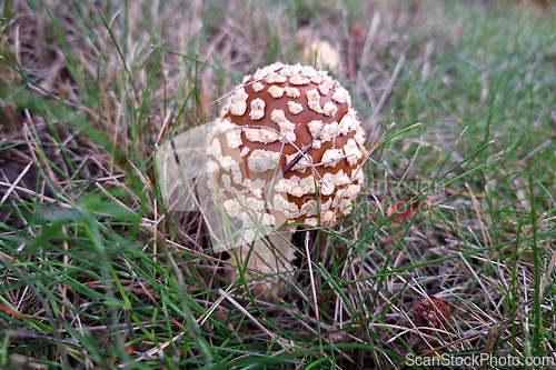 Image of Amanita regalis, Royal Fly Agaric